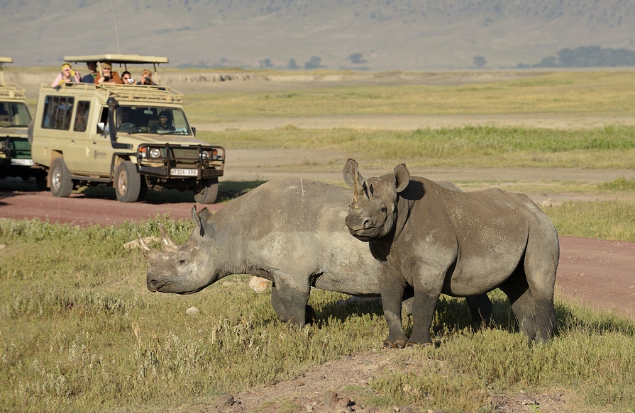 Rhino in Ngorongoro